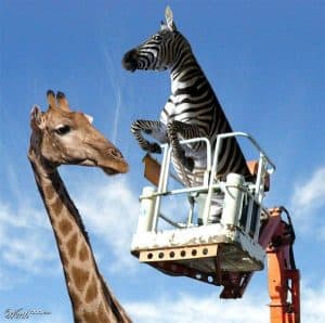 Giraffe & Zebra